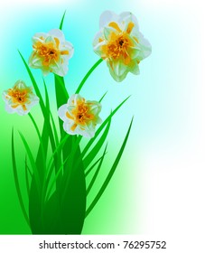 Spring narcissuses on a lawn, a flower background
