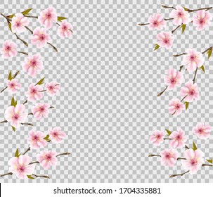 Fondo natural de primavera con rama de cerezo sobre fondo transparente. Vector