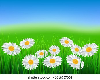 Spring nature background with daisies