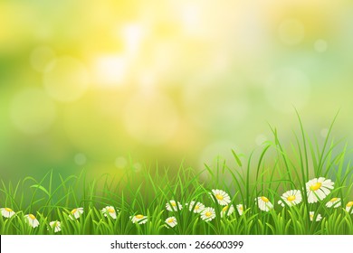 Spring nature background with green grass and chamomiles