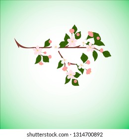Spring nature background with a pink blooming sakura.