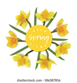 spring on a yellow background. daffodils in a circle .  isolated vector objects. photo realistic flowers