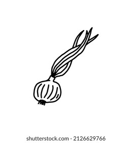 Spring onion with bulb and stems hand drawn doodle vector illustration isolated on white background. Onion or garlic plant black thin line icon or symbol.