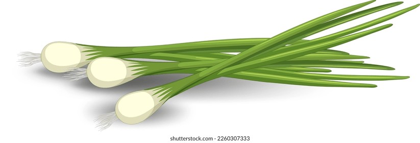 Spring onion in different forms illustration