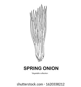 Spring Onion Freehand Drawingvector Illustration Doodle Stock Vector ...