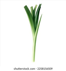 Spring Onion Isolated Detailed Hand Drawn Painting Illustration