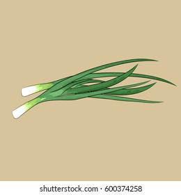 spring onion isolated on white background. Hand drawn style vector illustration isolated on white background