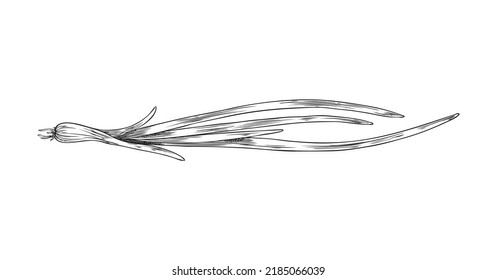 Spring onion with straplike leaves hand drawn engraving vector illustration isolated on white background. Spring green onion for natural food packaging design.