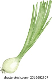 spring onion watercolor illustration isolated element