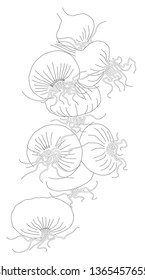 Spring onions - B&W hand drawn vector illustration
