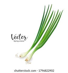 Spring onions, design isolated on white background, Eps 10 vector illustration