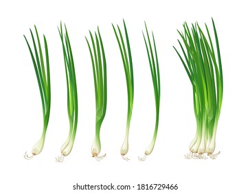 Spring onions realistic fresh, isolated on white background, Eps 10 vector illustration