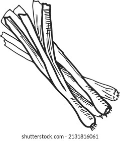 Spring onions sketch. Leek stalks in hand drawn style