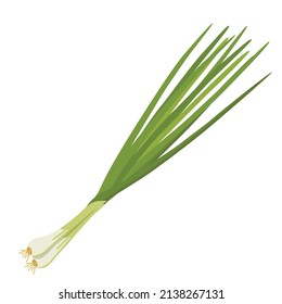 Cebollas de primavera. Ilustración vectorial sobre fondo blanco.
