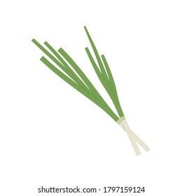 Spring onions vector. Spring onions on white background.