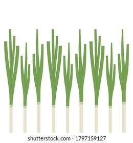 Spring onions vector. Spring onions on white background.