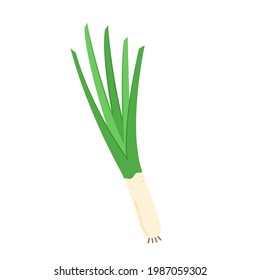 Spring onions vector. Spring onions on white background.