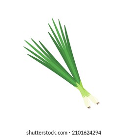 Spring onions vector. Spring onions on white background.
