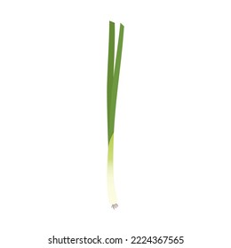 Spring onions vector. Spring onions on white background.