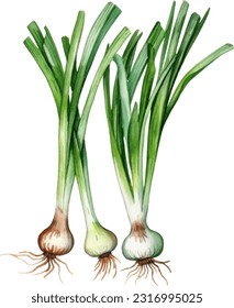 Spring onionsgreen onions Watercolorwatercolor illustration. Hand drawn underwater element design. Artistic vector marine design element. Illustration for greeting cards, printing and other design pr