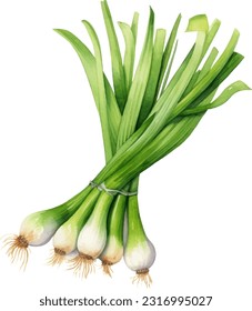 Spring onionsgreen onions Watercolorwatercolor illustration. Hand drawn underwater element design. Artistic vector marine design element. Illustration for greeting cards, printing and other design pr