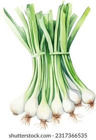 Spring onionsgreen onions Watercolorwatercolor illustration. Hand drawn underwater element design. Artistic vector marine design element. Illustration for greeting cards, printing and other design pr