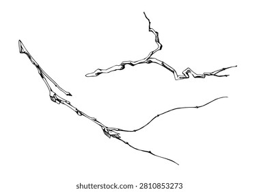 Spring orchard tree, buds, tendrils on bush branch. Old shrub twisted twig, vine climbing habit, bonsai plant limb. Isolated botanical illustration hand drawn in vector ink. Garden center advertising