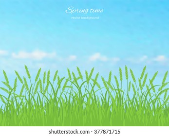 Spring pattern with grass and spikelets against the sky . Spring holiday card with place for text. Stylish fashion background