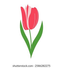 Spring pink flower, tulip. Botanical art, minimal design element. Flat vector illustration isolated on white background for Easter, banners, social media designs