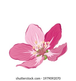 Spring pink flower. Vector illustration.