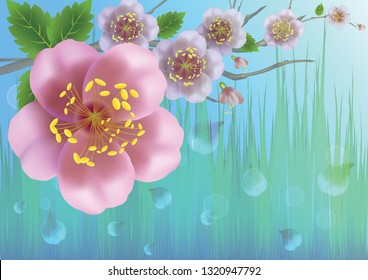 Spring pink flowers of an apple tree with falling petals on the background of fresh green grass
