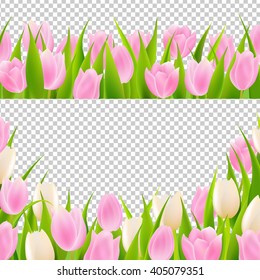 Spring Pink Tulip Borders Set, Isolated on Transparent Background, With Gradient Mesh, Vector Illustration