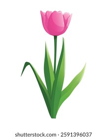 Spring pink tulip flower. Vector illustration for card, cover, poster. 