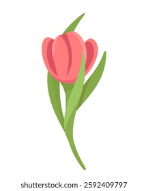 Spring pink tulip isolated background. Vector color drawing traditional holiday flower. Delicate gift for a woman on March 8, Birthday, Anniversary