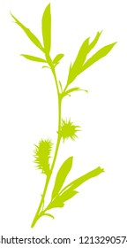 Spring plant.Vector illustration.