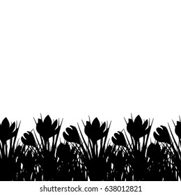 Spring postcard with black small crocus. Early spring flower Crocus for Easter on white background. Vector