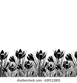 Spring postcard with black small crocus and white stroke. Early spring flower Crocus for Easter on white background. Vector illustration