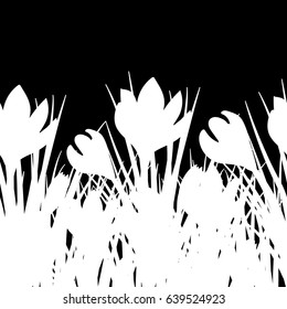 Spring postcard with black and white crocus. Early spring flower Crocus for Easter on black background. Vector