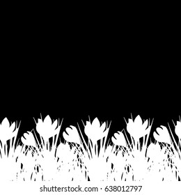 Spring postcard with black and white small crocus. Early spring flower Crocus for Easter on black background. Vector