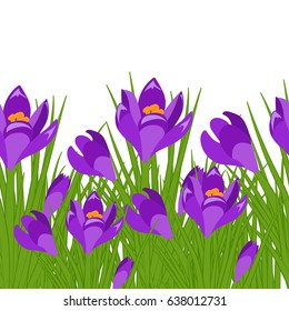 Spring postcard with purple crocus. Early spring purple flower Crocus for Easter on white background. Vector