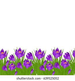 Spring postcard with purple small crocus. Early spring purple flower Crocus for Easter on white background. Vector