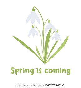 a spring postcard with snowdrops. Spring is coming. spring print. vector flat illustration.