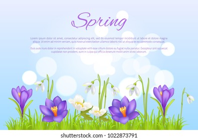 Spring poster greeting card with pasque purple flowers, gentle crocuses, anemone springtime blossoms and snowdrops in grass vector illustration isolated