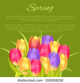 Spring poster place for text and colorful bouquet three tulips of red purple and orange color vector illustration of spring blooming plants tulips isolated