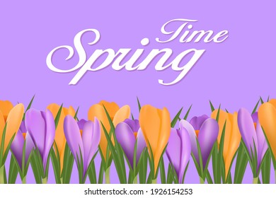 Spring poster with purple and yellow crocuses. Vector design of a spring bouquet of flowers for greeting the holiday Hello Spring