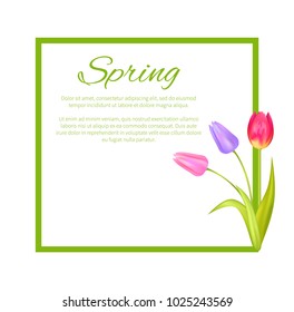 Spring poster with text in frame and colorful bouquet of tulips of pink purple and red color vector illustration of blooming plants isolated on white