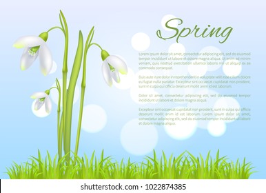 Spring poster with text and snowdrop galanthus bell shaped flower vector illustration isolated on blurred blue sky background and green grass
