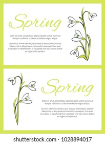 Spring posters set, snowdrop flower with leaves, title and text sample to give additional information on vector illustration isolated on white