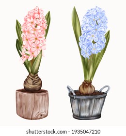 Spring Pots With Blue And Yellow Flowers Hyacinths

