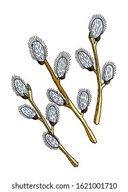 Spring pussy willow branches isolated on white background. Hand drawn vector illustration.Easter decoration